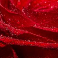 Buy canvas prints of Red Rose by Sam Smith