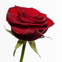Buy canvas prints of Red rose by Sam Smith