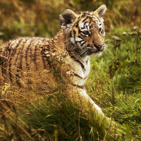 Buy canvas prints of Tiger cub by Sam Smith