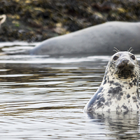 Buy canvas prints of  Seal Pup by Sam Smith