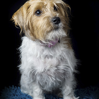 Buy canvas prints of Jack Russell by Sam Smith
