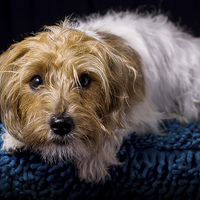 Buy canvas prints of Little Terrier by Sam Smith