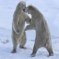 Buy canvas prints of Polar bears by Sam Smith