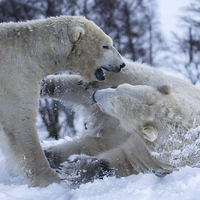 Buy canvas prints of  Polar bears by Sam Smith