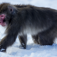 Buy canvas prints of Japanese macaque by Sam Smith