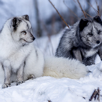 Buy canvas prints of  Arctic foxes by Sam Smith