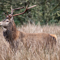 Buy canvas prints of Stag in long grass by Sam Smith