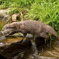 Buy canvas prints of  Otter by Sam Smith