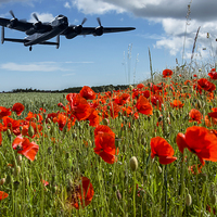 Buy canvas prints of  Flying over poppies by Sam Smith