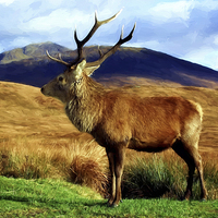 Buy canvas prints of  Stag by Sam Smith