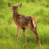 Buy canvas prints of Bambi by Sam Smith