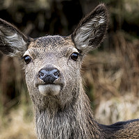 Buy canvas prints of Deer by Sam Smith