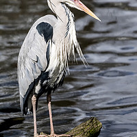 Buy canvas prints of Heron by Sam Smith
