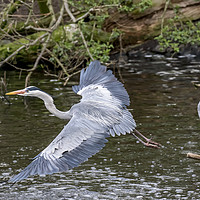 Buy canvas prints of Herons by Sam Smith