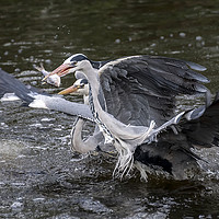Buy canvas prints of Herons fishing by Sam Smith