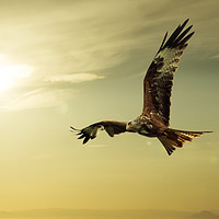 Buy canvas prints of Red Kite by Sam Smith