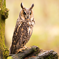 Buy canvas prints of Long Eared Owl by Sam Smith