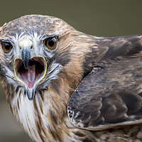 Buy canvas prints of Falcon by Sam Smith