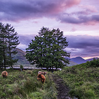 Buy canvas prints of Highland coo's  by Sam Smith