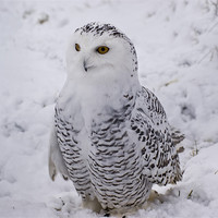 Buy canvas prints of Snowy Owl by Sam Smith