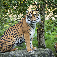 Buy canvas prints of Tiger Tiger by Sam Smith