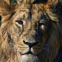 Buy canvas prints of Lion by Sam Smith