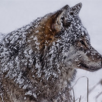 Buy canvas prints of Snowy Wolf by Sam Smith
