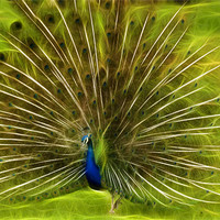 Buy canvas prints of Peacock by Sam Smith