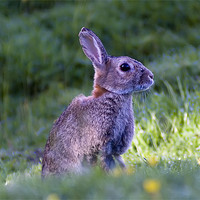 Buy canvas prints of Wild hare by Sam Smith