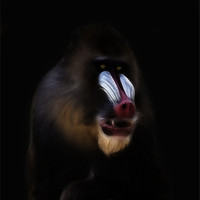 Buy canvas prints of Mandrill by Sam Smith