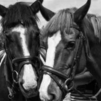 Buy canvas prints of Horses by Sam Smith