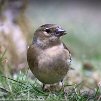 Buy canvas prints of Chaffinch by Joanne Wilde