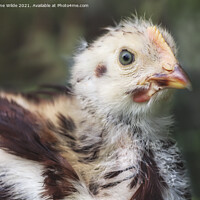 Buy canvas prints of Babby Chick by Joanne Wilde