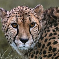 Buy canvas prints of Cheetah by Joanne Wilde