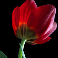 Buy canvas prints of Tulip by Joanne Wilde