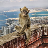 Buy canvas prints of Gibraltar Barbary Macaques Monkey by Joanne Wilde
