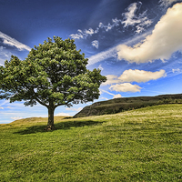 Buy canvas prints of The Lonley Tree at Dovestones by Joanne Wilde