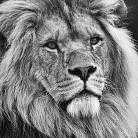 Buy canvas prints of  Lion King by Joanne Wilde