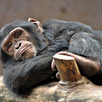 Buy canvas prints of  Chimpanzee by Joanne Wilde