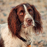 Buy canvas prints of English Springer Spaniel by Joanne Wilde