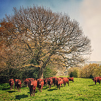 Buy canvas prints of Cows by Joanne Wilde