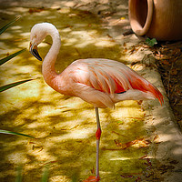 Buy canvas prints of Flamingo by Joanne Wilde