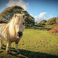 Buy canvas prints of Miniature Horse by Joanne Wilde