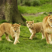 Buy canvas prints of Lioness and Cubs by Joanne Wilde