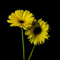 Buy canvas prints of Simply Yellow by james sanderson