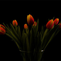 Buy canvas prints of Tulips by james sanderson