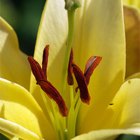 Buy canvas prints of Lily Appeal by james sanderson