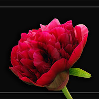 Buy canvas prints of Rescent peonie by james sanderson
