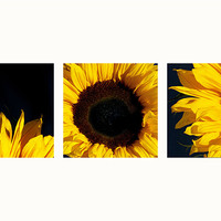 Buy canvas prints of Sunflower Trip by colin ashworth