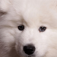 Buy canvas prints of Samoyed 2 by Simon H